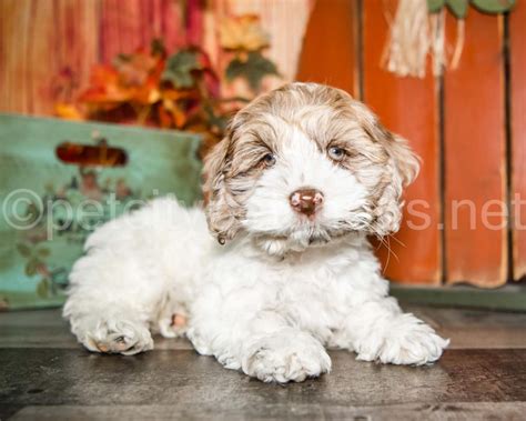 Image result for Petplan Cockapoo