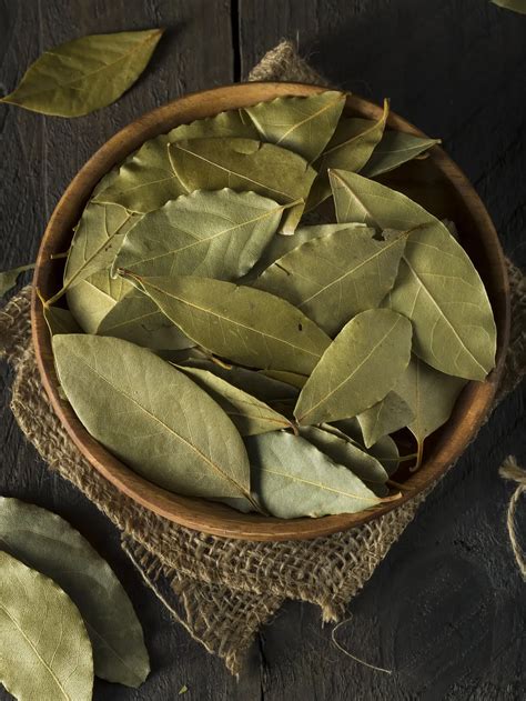 Ternyata Ini 4 Fungsi Daun Salam dalam Masakan dan Kesehatan