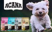 Best Pet Supply Store Mumbai, Buy Cheapest Pet Supplies Online India ...