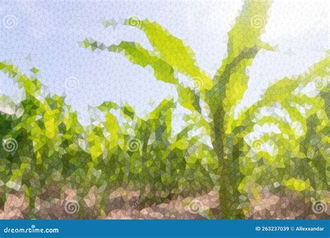 Polygonal Green Corn Growing on the Field, Polygonal Plants Stock ...