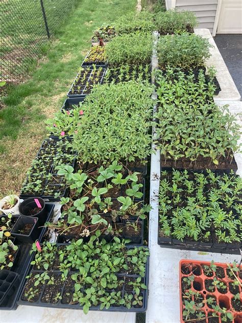 OPENING WEEKEND -Organic Permaculture Plant Sale NE Anderso, 3136 E 200 ...