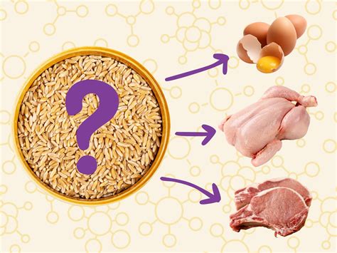 If animals eat wheat, does the gluten transfer to the eggs and meat ...
