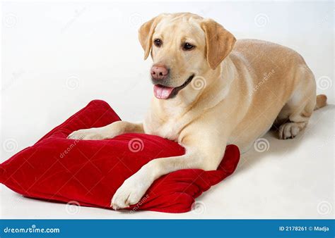 Screaming Into Pillow Dog at Maddison Chapman blog