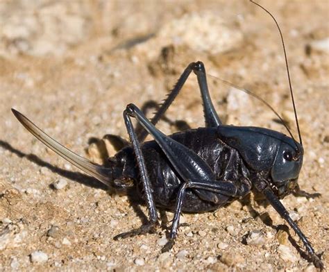 Mormon Crickets 的图像结果