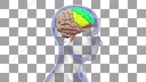 Rezultat imagine pentru Gyri