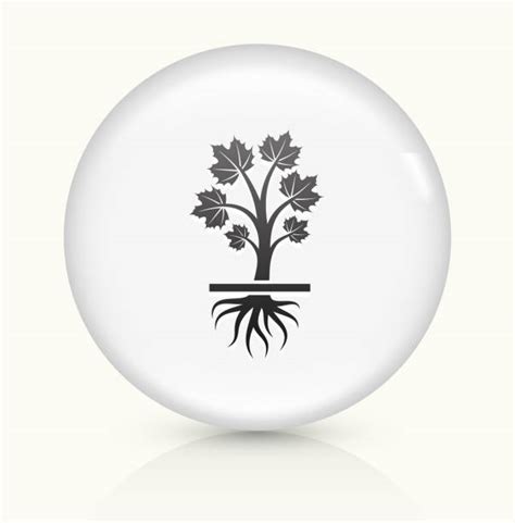 Image result for Maple Tree Sapling Drawing