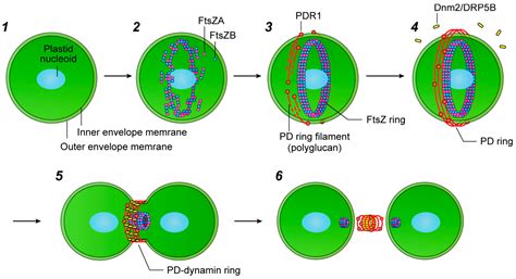 Insights into the Mechanisms of Chloroplast Division