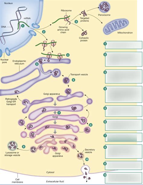 Image result for Protein Synthesis Overview Diagram