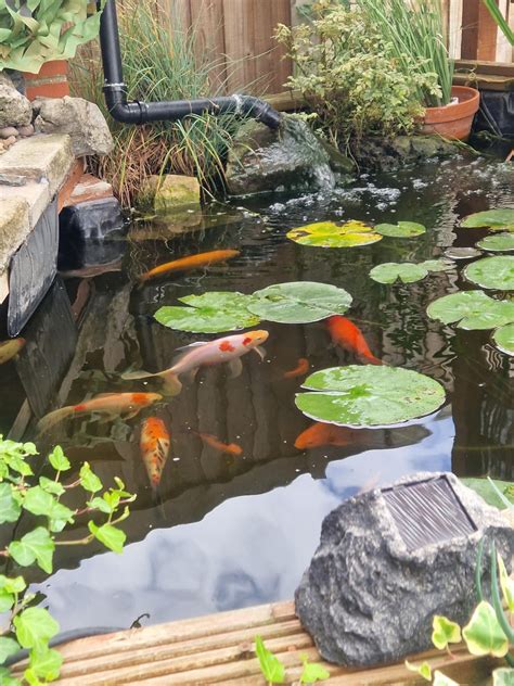 Butterfly Spanish Tutorial 的图像结果