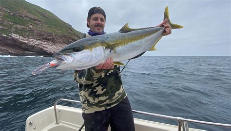 Summertime Yellowtail Fishing in Southern California - Melton Tackle