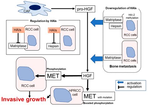 Dysregulation of Type II Transmembrane Serine Proteases and Ligand ...