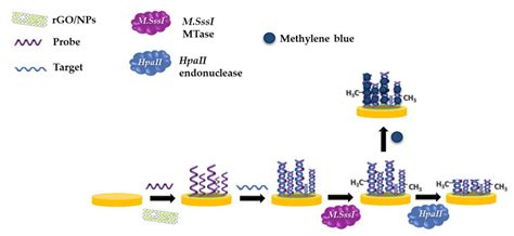 Current Perspectives in Graphene Oxide-Based Electrochemical Biosensors ...