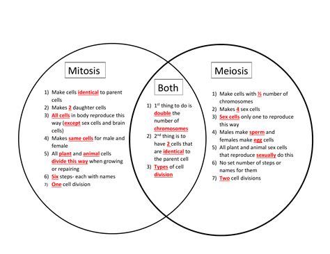 What Are 2 Similarities And 2 Differences Between Mitosis And Meiosis ...