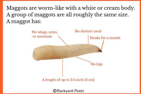 8 Places Maggots Come From And Why - Backyard Pests