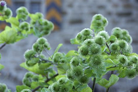 Bildergebnis für klette heilpflanze