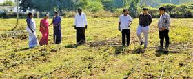 Chenchu women lead change in Nallamala with Nannari cultivation in Andhra