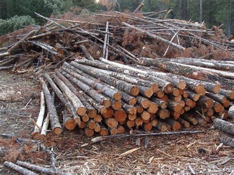 Image result for Pulp Forest