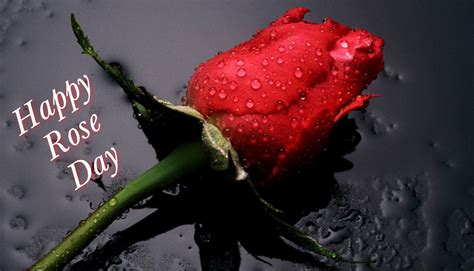 HAPPY ROSE DAY - GIFTS & HD Wallpapers for Rose Day