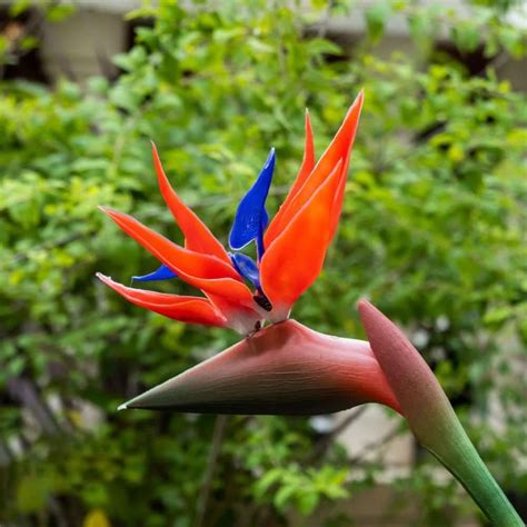 Red Strelitzia Reginae Seeds – Heirloom Non-GMO Exotic Tropical Flower ...