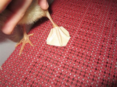 How to Fix Curled Toes in Chicks | BackYard Chickens - Learn How to Raise Chickens