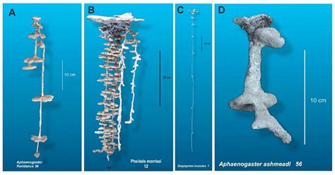 A Review of Ant Nests and Their Implications for Architecture