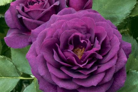 Image result for Flower Digram Using Turtle Python