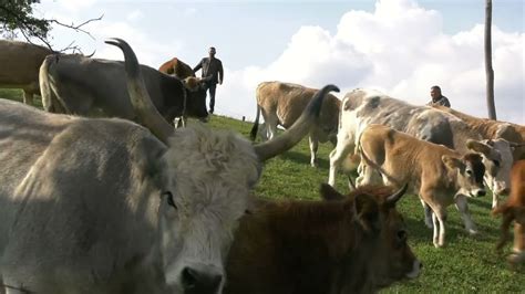 Image result for Sjava Izimpi Zodwa