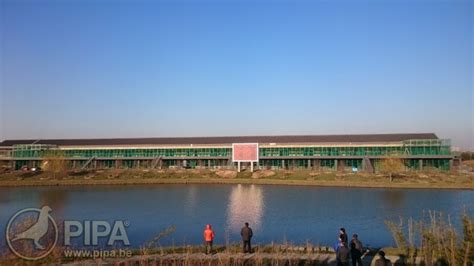 中国唐山开尔国际赛鸽爱心公棚发布第二届竞翔大奖赛规程 | PIPA