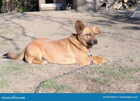 Cute Little Brown Dog stock image. Image of terrier - 270190419
