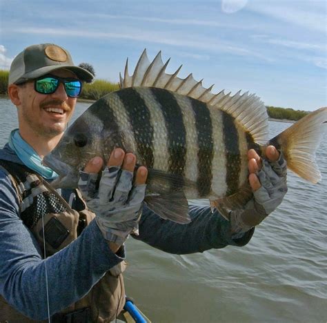 The Sheepshead Fish