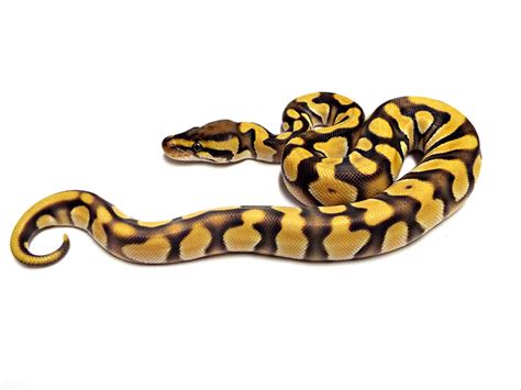 Image result for Enchi Static Ball Python