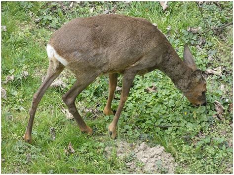 Srnec obecný (Capreolus capreolus, Linné 1758) - Bobův fotoblog