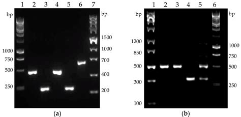 Enhanced Activity by Genetic Complementarity: Heterologous Secretion of ...