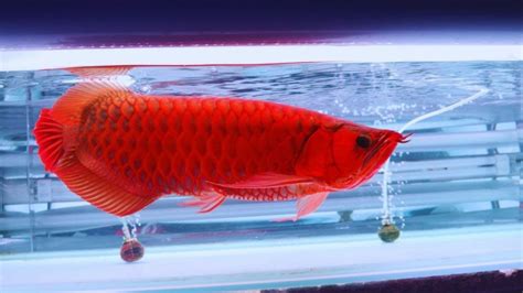 Wholesale Super Red Arowana Fish Supplier from North 24 Parganas India