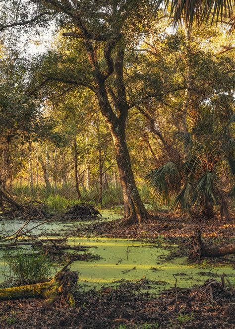 Swamp in Florida | A7RII 24-70mm : r/SonyAlpha