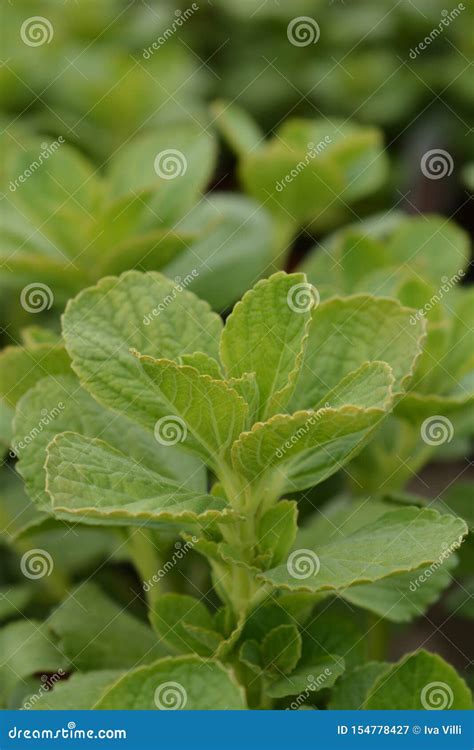 Scaredy Cat Plant imagen de archivo. Imagen de hierba - 154778427