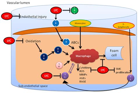 Cardiovascular Disease and Possible Ways in Which Lycopene Acts as an ...
