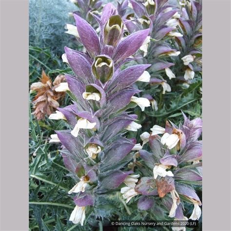 Acanthus syriacus, Syrian Acanthus - Dancing Oaks Nursery and Gardens