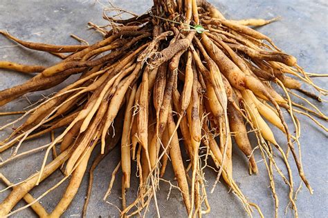 Shatavari