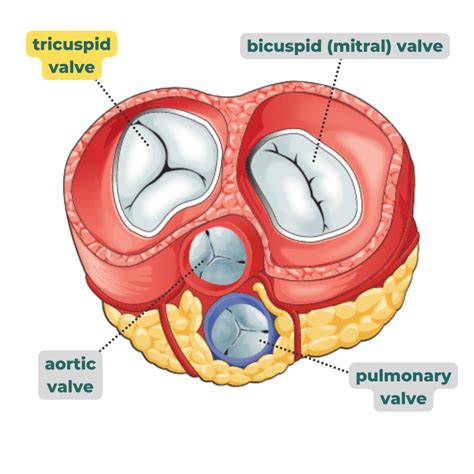 Tricuspid Valve - Anatomy, Structure, Function