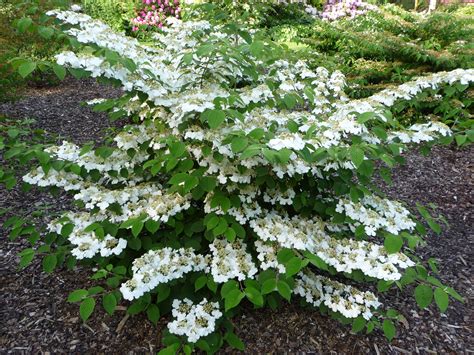 Snowball Viburnum Varieties: Chinese, Japanese and European - Dengarden