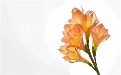 Three colors of lily flowers lined on a gray background | Premium AI ...
