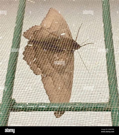 Black Witch (Ascalapha odorata) Insecta Stock Photo - Alamy