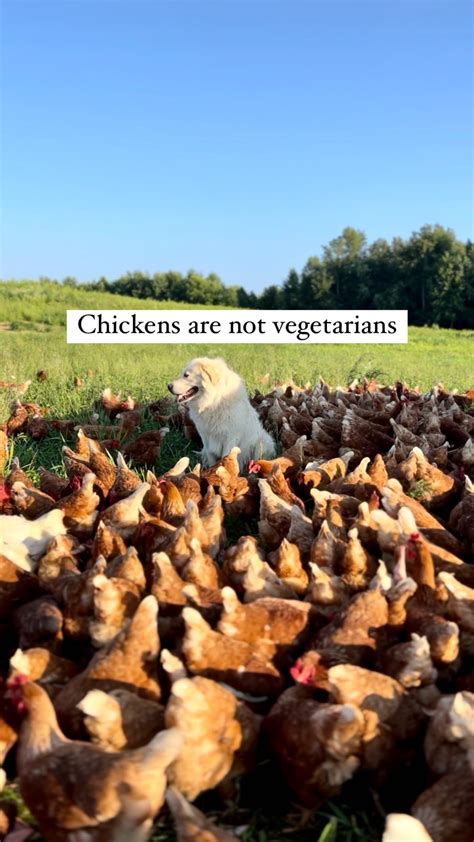 Angel Acres | Please do not fall for the ‘vegetarian fed’ label in ...