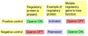 Image result for ATH Operon Positive Control