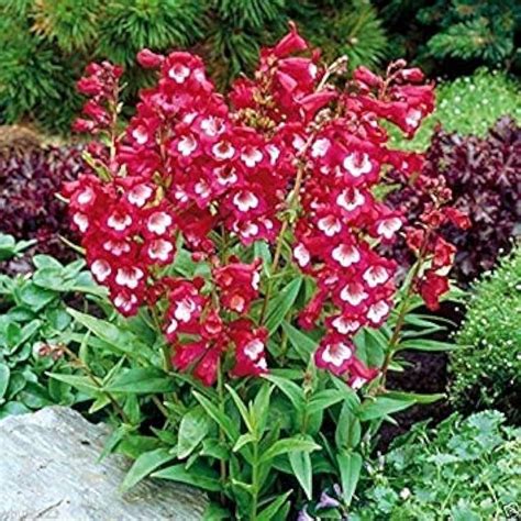 Penstemon Seeds – Hartwegii Scarlet Bright Red Pollinator Variety ...