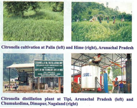 S&T Interventions in Medicinal and Aromatic Plants for Rural ...
