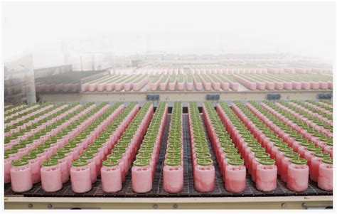 Candle Making Assembly Line 的图像结果