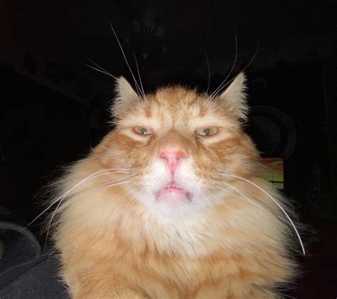 This is the ugliest cat I have ever seen and I love it : r/cats