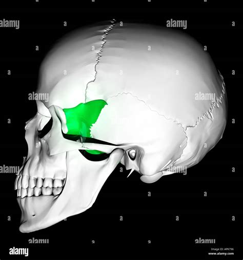 Greater Wing Of Sphenoid High Resolution Stock Photography and Images ...